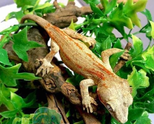 gargoyle gecko for sale