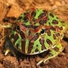 pacman frog for sale