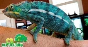 panther chameleon breeders