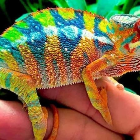 panther chameleon for sale