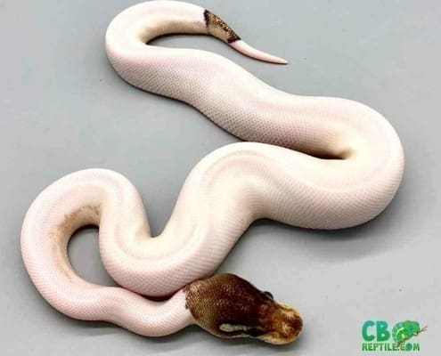 piebald ball python