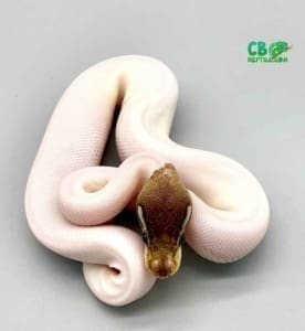 high white piebald ball python price