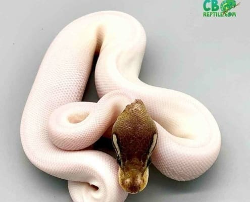 high white piebald ball python