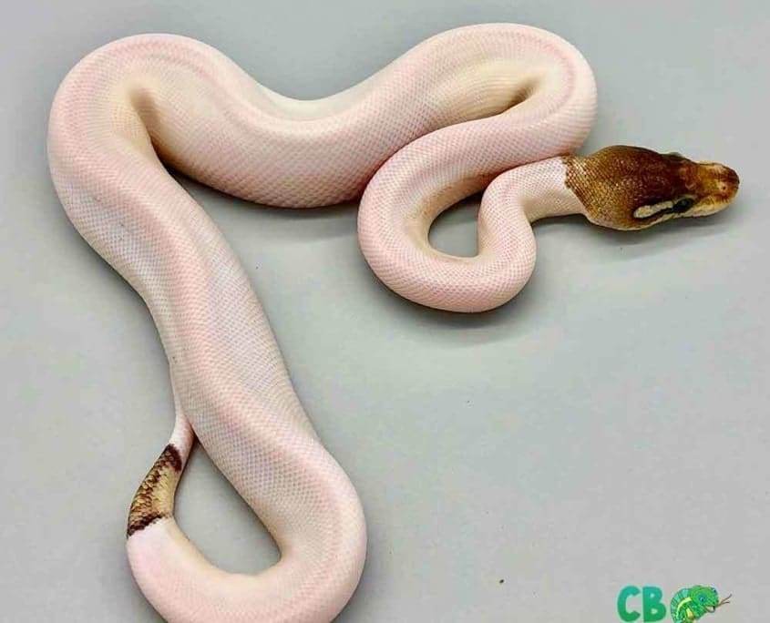Piebald Python for sale online baby pie bald ball pythons for sale near me