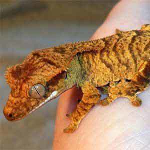 tiger crested gecko for sale