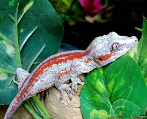 red stripe gargoyle gecko