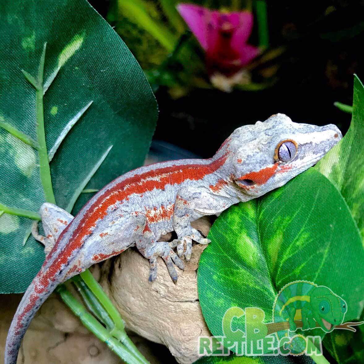 red stripe gargoyle gecko