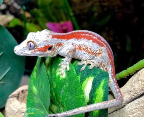 gargoyle gecko sale