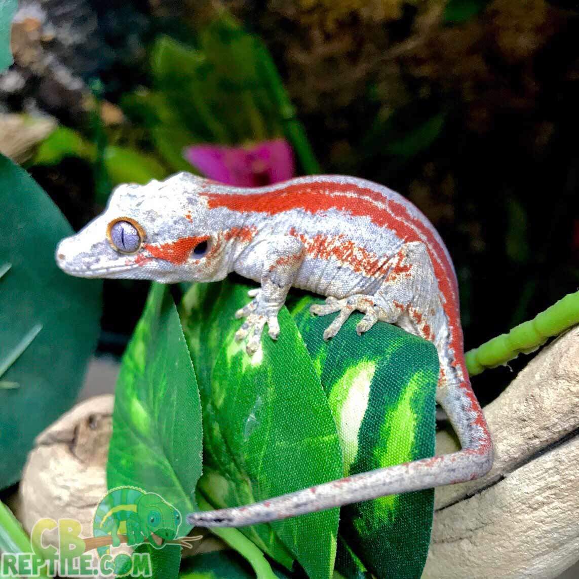 Red Gargoyle Gecko ubicaciondepersonas.cdmx.gob.mx