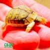 Egyptian tortoise hatchling