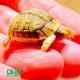 Egyptian tortoise hatchling