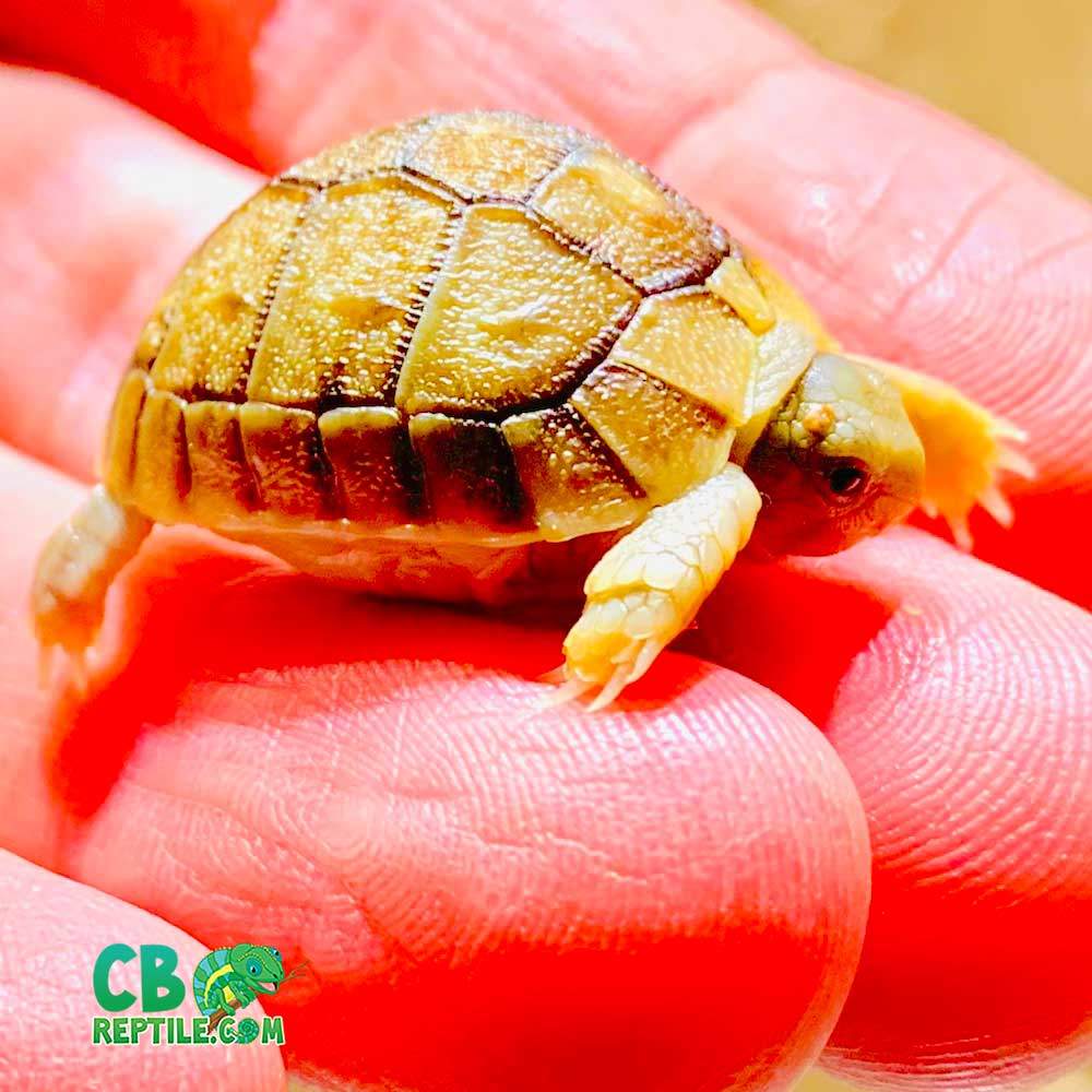 Egyptian tortoise hatchling