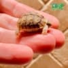 Egyptian tortoises for sale