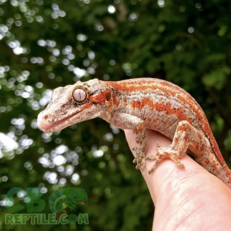 gargoyle gecko for sale