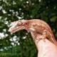 gargoyle gecko for sale