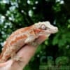 Gargoyle gecko for sale