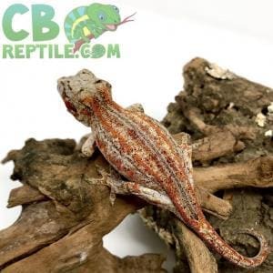 gargoyle gecko for sale