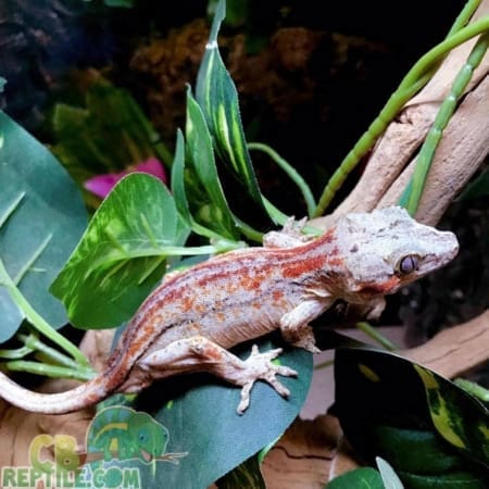 adult gargoyle gecko for sale