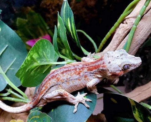 adult gargoyle gecko for sale