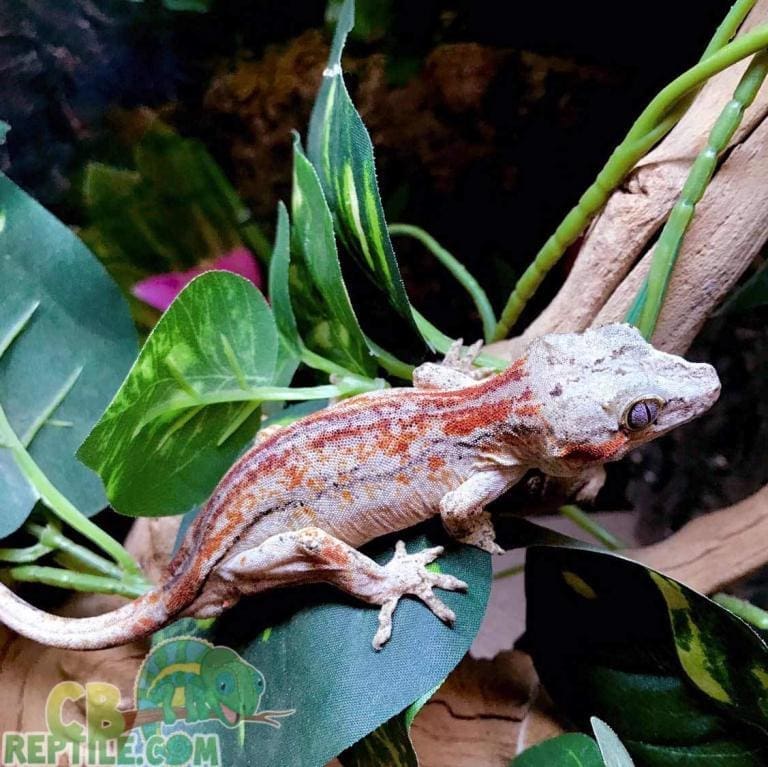 Gargoyle gecko for sale online buy baby gargoyle geckos for sale cheap