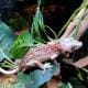 adult gargoyle gecko for sale