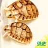 baby Egyptian tortoise for sale