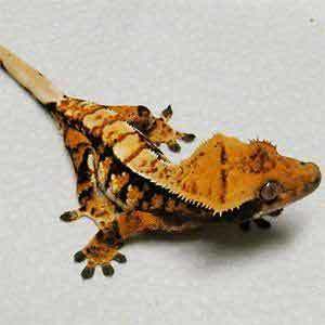 baby crested gecko for sale