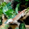 baby gargoyle gecko