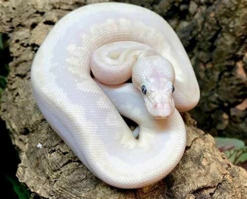 ball python morphs