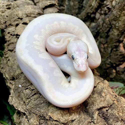 ball python morphs