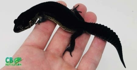 black night leopard gecko for sale