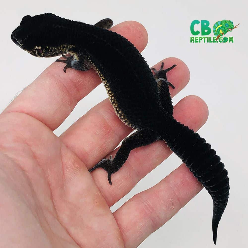 melanistic leopard geckos are mostly black, like this black night leopard gecko