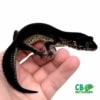 black night leopard gecko morph