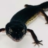 black night leopard geckos for sale