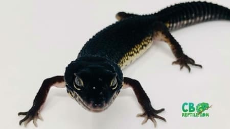 black night leopard geckos for sale