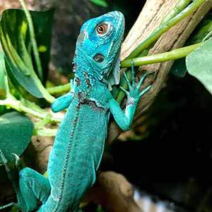 blue iguana for sale