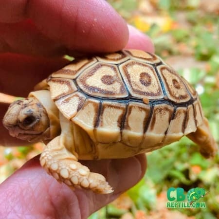 caramel leopard tortoise