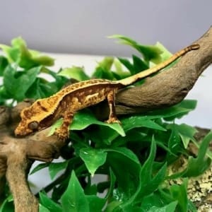 harlequin crested gecko