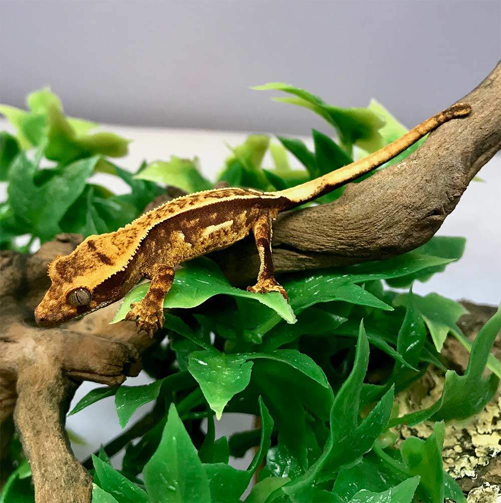 extreme harlequin crested gecko