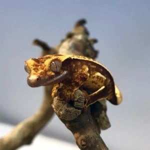 harlequin crested gecko