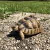 Egyptian tortoise
