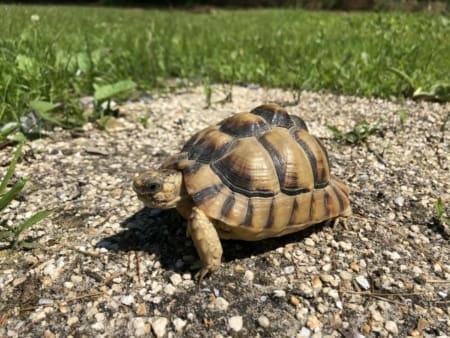 Egyptian tortoise