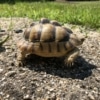 Egyptian tortoises