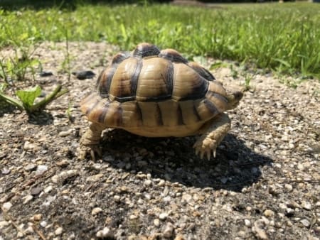 Egyptian tortoises