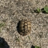 Egyptian tortoises for sale