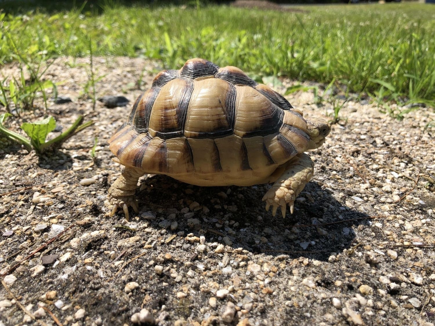 Egyptian tortoise for sale baby Kleinmann's tortoises for sale