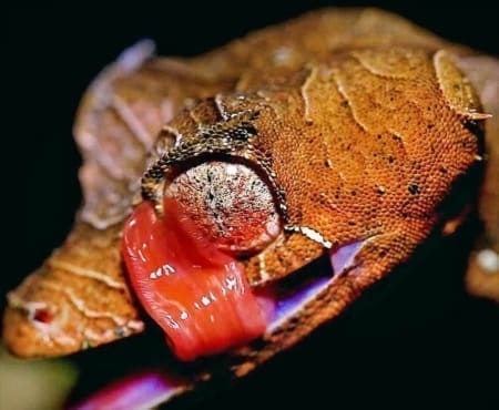 uroplatus phantasticus for sale