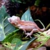 female gargoyle gecko for sale