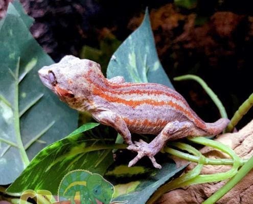 female gargoyle gecko for sale