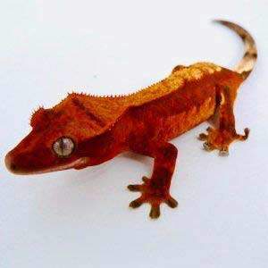 crested gecko for sale